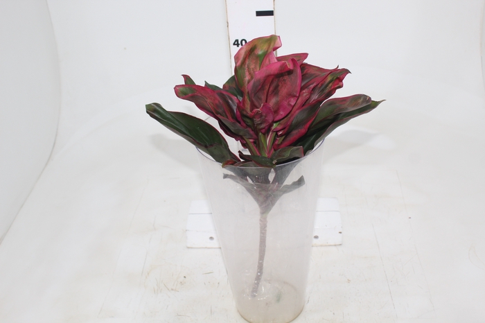 <h4>FOLHAGEM DRACENA ROSA CLARO</h4>