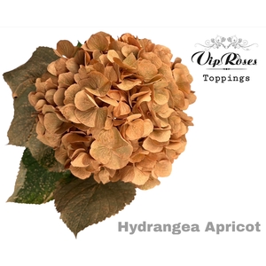Hydr M Apricot 80cm