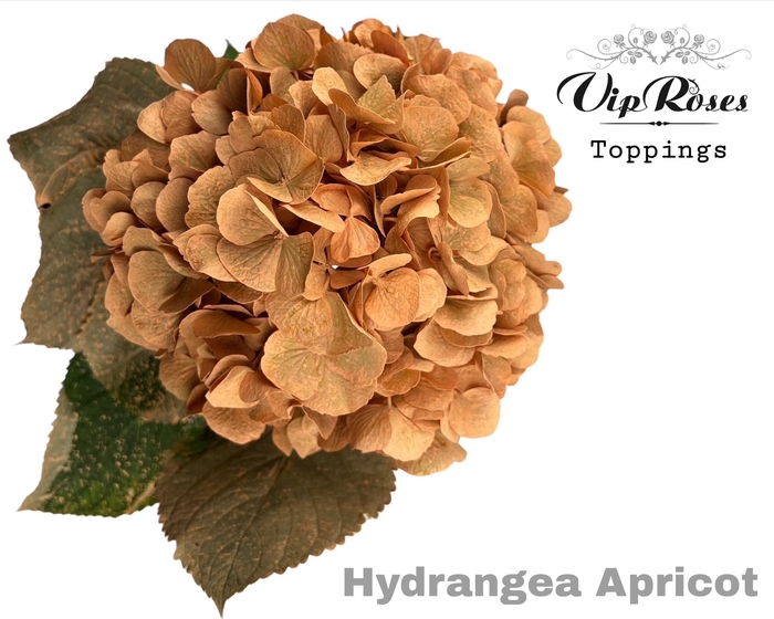 <h4>HYDR M APRICOT 80CM</h4>