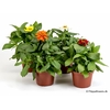 ZINNIA ELEGANS p12