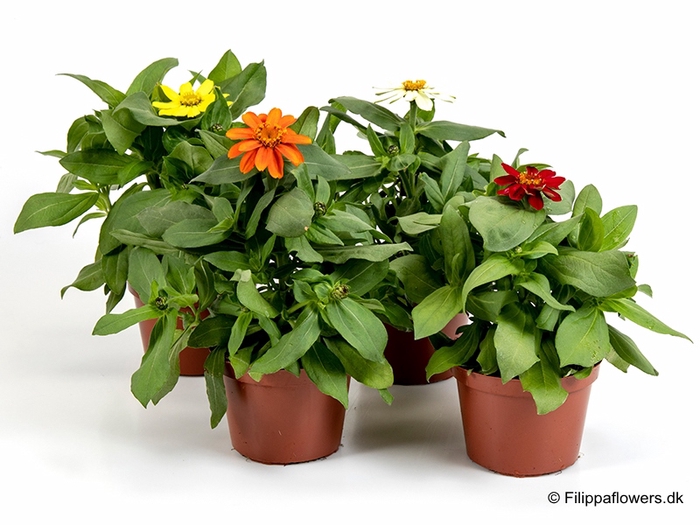 ZINNIA ELEGANS p12