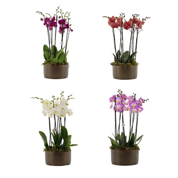 <h4>Your Natural Orchid | 3 x 2 tak ST gemengd in Sarah Bowl</h4>