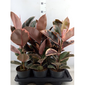 Ficus elastica 'Belize'