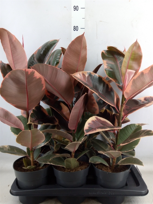 <h4>Ficus elastica 'Belize'</h4>