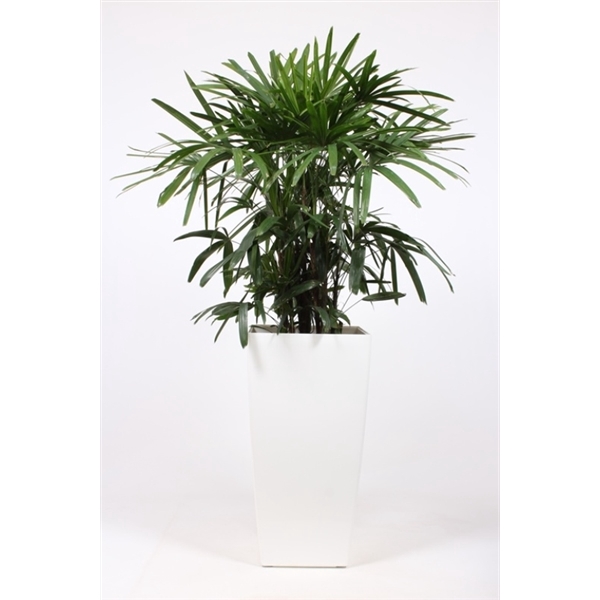 <h4>Rhapis excelsa in Piza pot "wit"</h4>