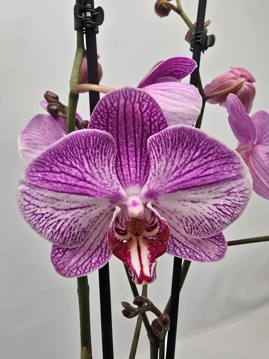 <h4>Limited 49 week 18</h4>