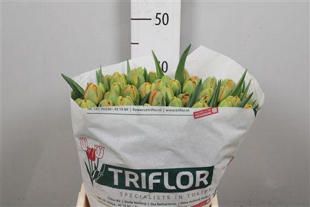 <h4>Tu Du Icoon</h4>