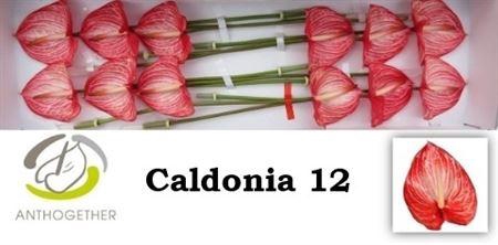 <h4>Anth A Caldonia</h4>