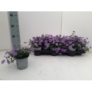 BRACH BRAS VIOLET