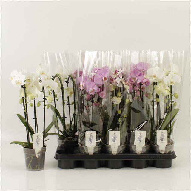 <h4>PHAL EL CASCADE</h4>