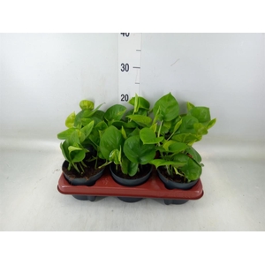 Epipremnum pinn. 'Global Green'