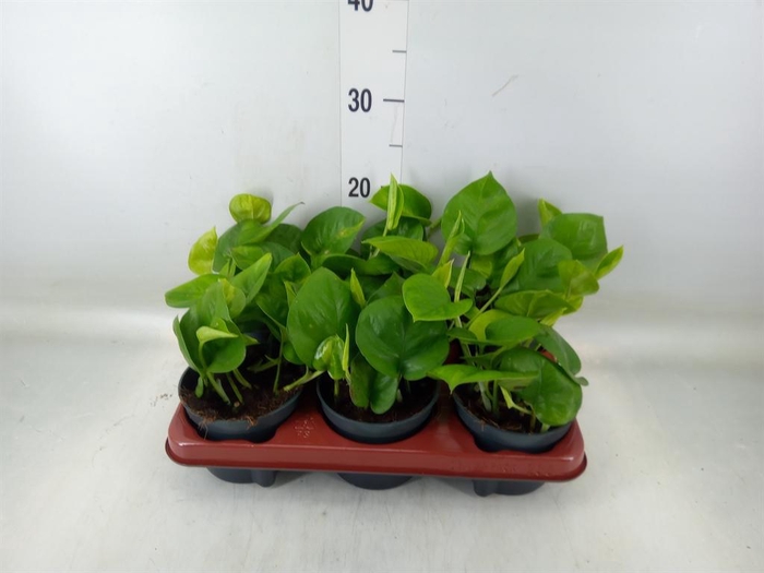 <h4>Epipremnum pinn. 'Global Green'</h4>