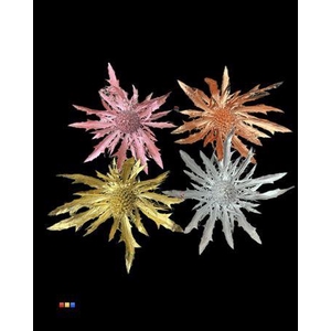 Eryngium Christmas Mix