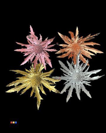 <h4>Eryngium Christmas Mix</h4>