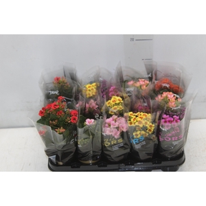 KALANCHOE P06 BICOLOR