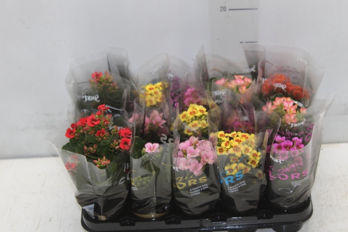 <h4>KALANCHOE P06 BICOLOR</h4>