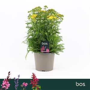Achillea Millefolium, Milly Rock Yellow