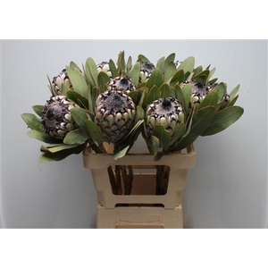 Protea Barb Snow Leopard