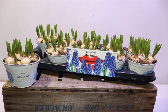 <h4>Muscar Big Smile</h4>