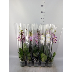 Phalaenopsis   ...mix  5