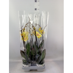 Phalaenopsis  'Manta Palau'