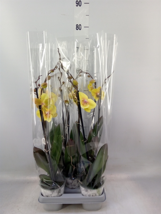 <h4>Phalaenopsis  'Manta Palau'</h4>