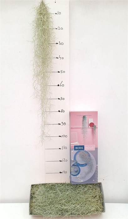 <h4>Tillandsia usneoides</h4>