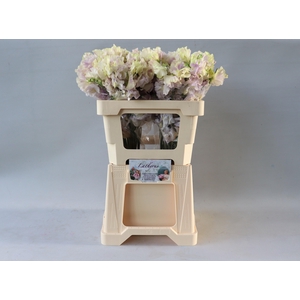 LATHYR ELEGA WEDDING