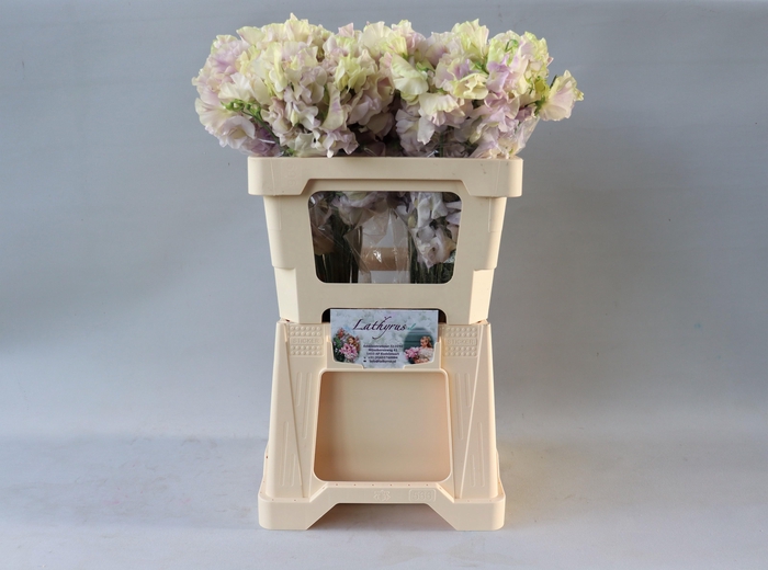 <h4>LATHYR ELEGA WEDDING</h4>