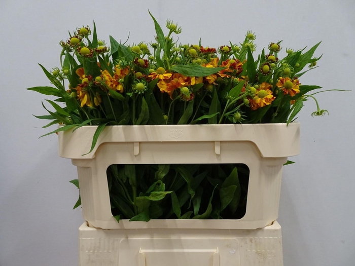 <h4>HELEN AUTUMN FIRE</h4>