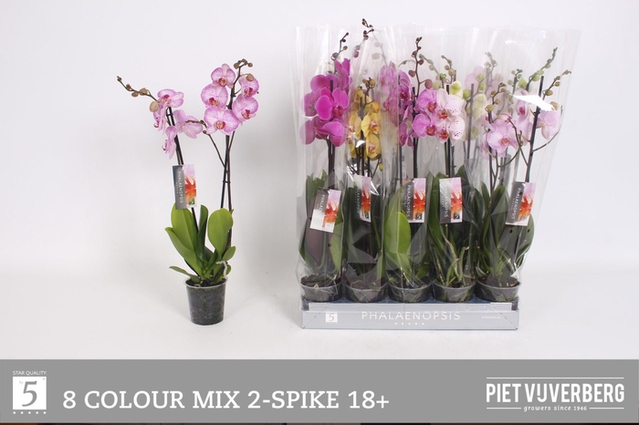 <h4>PHAL GEM 8 KL</h4>