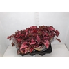 BEGONIA BELEAF INCA NIGHT P15 PO