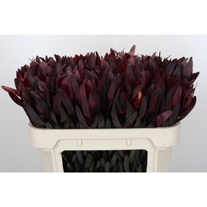 Leucadendron Saf Sunset Dark R.