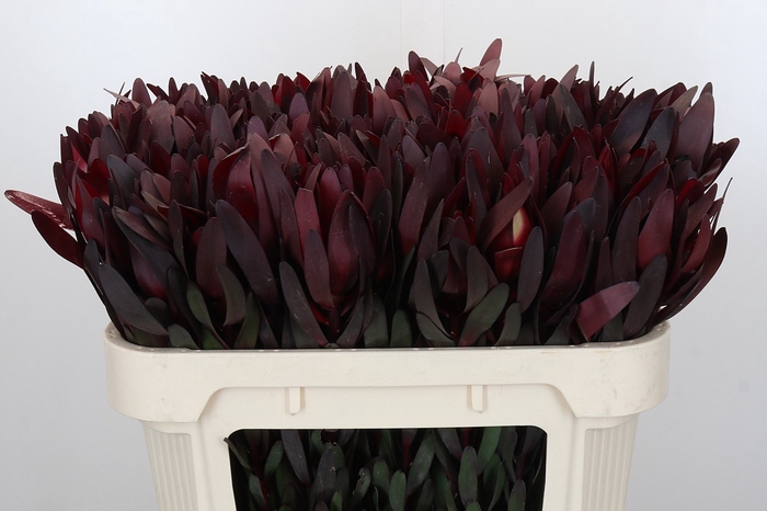 <h4>Leucadendron Saf Sunset Dark R.</h4>