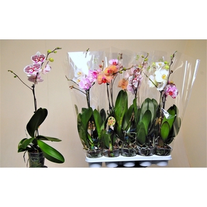 PHAL GEM 7 KL