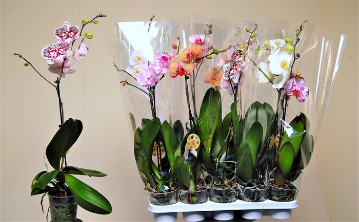<h4>PHAL GEM 7 KL</h4>