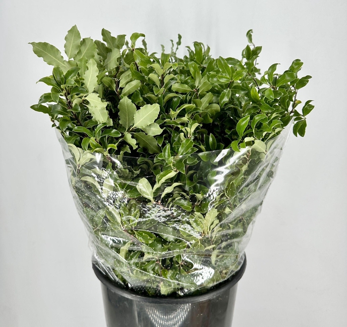 <h4>Pittosporum Tenuifoglia</h4>