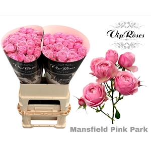 R TR PINK MANSFI PARK