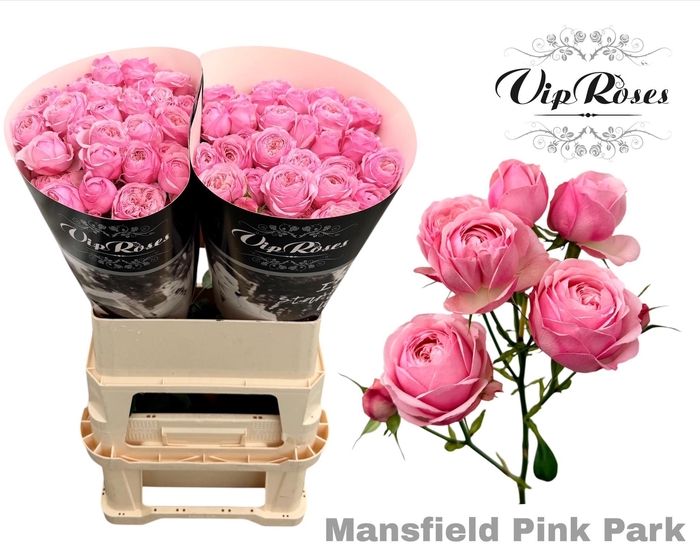 <h4>R TR PINK MANSFI PARK</h4>