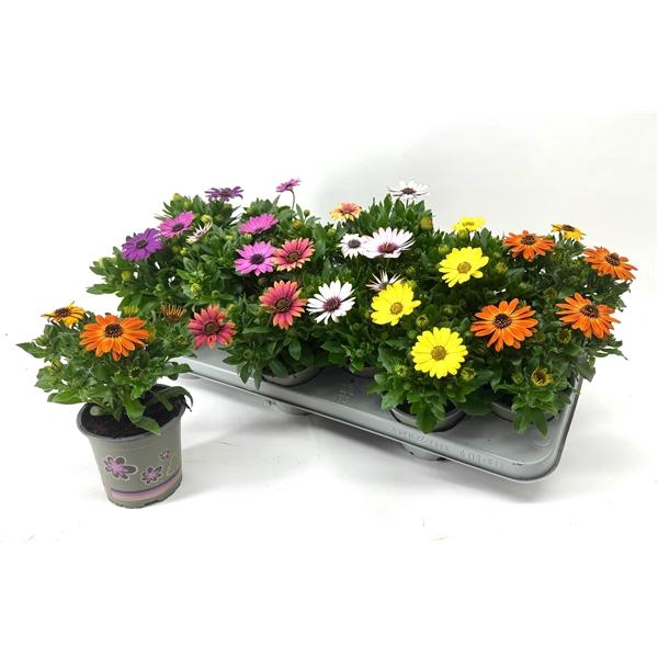 <h4>Osteospermum gemengd</h4>