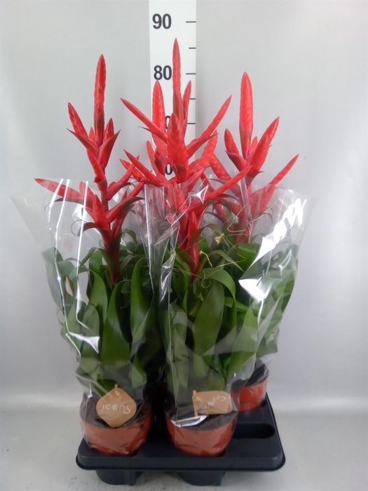 <h4>Tillandsia  'Naomi'</h4>