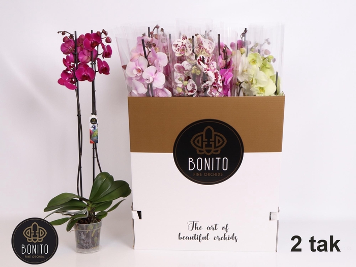 <h4>PHAL GEM 7 KL</h4>