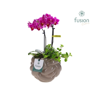 Keramiek knot pot met Phalaenopsis