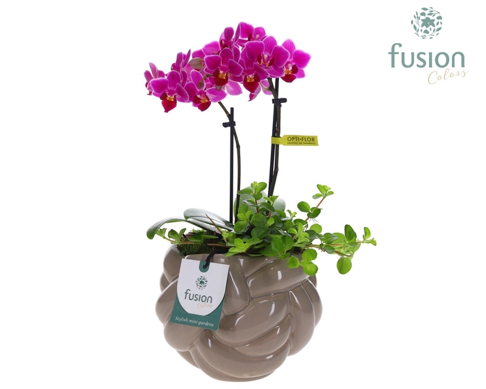 <h4>Keramiek knot pot met Phalaenopsis</h4>