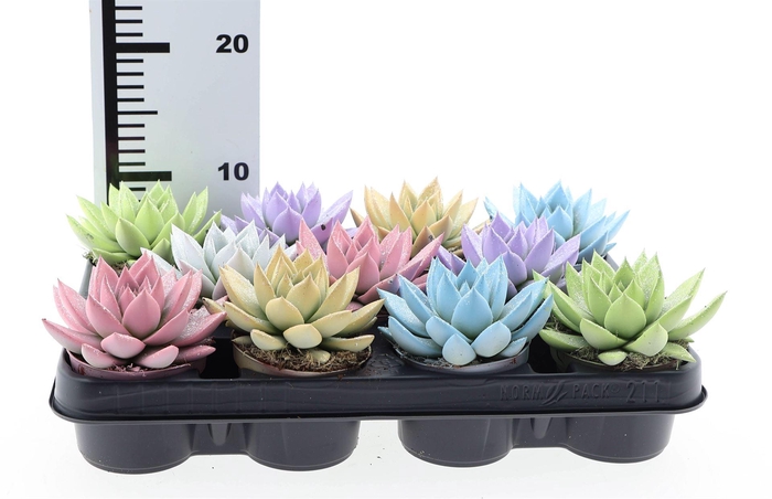 <h4>Echeveria  'Miranda'</h4>