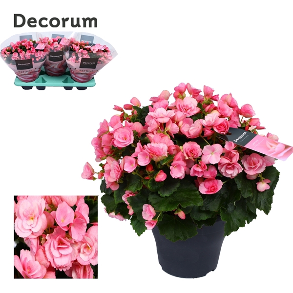 <h4>Begonia betulia ''candy'' roze Decorum</h4>
