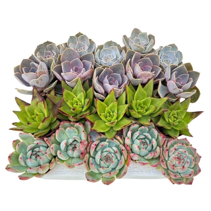 <h4>ECHEVERIA-HYBRID MIX P6</h4>