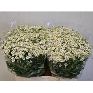 TANA PA SINGLE VEGMO