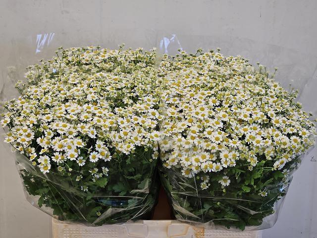 <h4>TANA PA CAMERON</h4>