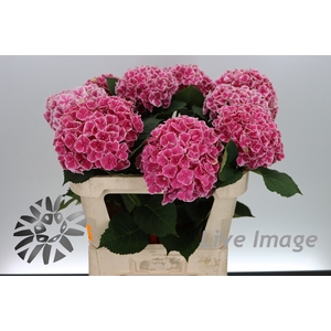 Hydrangea my beautiful rio
